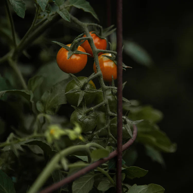 Field Kit The Greenhouse Glass Candle - Tomato Leaf